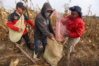 Sader paga 25 mil 702 incentivos para producción de maíz blanco