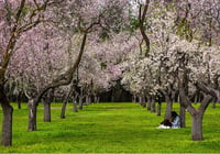 Las intensas lluvias del invierno auguran una primavera explosiva para los alérgicos