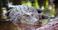 Inundaciones en Australia provocan alerta por cocodrilos en zonas habitadas