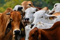 Gobierno avanza en planta de moscas estériles para combatir gusano barrenador