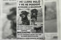 Buscan a Milo, chihuahua extraviado en la colonia Mezquital del Valle en Monclova