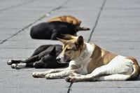 Reportan caso de gusano barrenador en perro callejero de Tampico