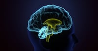 El multilingüismo podría no ayudar al envejecimiento cerebral