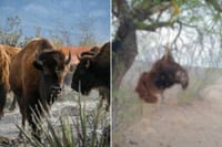 Niegan muerte de bisonte en Cuatro Ciénegas tras foto viral en redes