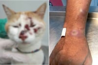 Hongo transmitido por gatos provoca alerta en Sudamérica