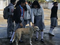 Piden evitar llevar perros a escuelas por rickettsia