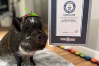 Mini cerdo Merlín rompe Récord Guinness en redes