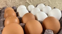 ¿Cuántos huevos se pueden comer al día sin afectar el colesterol?