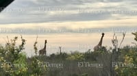 Fauna exótica invade el desierto de Coahuila