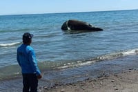 Localizan ballena sin vida enredada en red de pesca en Baja California Sur