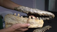 Hallan fósil de depredador marino prehistórico y lo presentan oficialmente en Coahuila