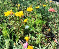 A través del programa “Torreón Más Verde”, anuncian donación gratuita de árboles y plantas en el Vivero Municipal