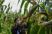 Guerra en Medio Oriente eleva precios de fertilizantes y alimentos en México