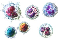 Logran glóbulos blancos «con batería extra» que no dejan de golpear al cáncer