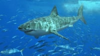 Científicos detectan cocaína y cafeína en tiburones de Bahamas