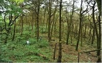 Sierra Gorda: comunidad y gobierno recuperan bosques y capturan carbono