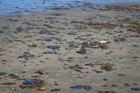 FGR investigará derrame de petróleo en el Golfo de México, informa Sheinbaum