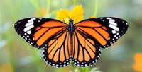 Colocan sensores a mariposas monarca para monitorear su migración