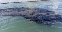 Derrame en Golfo de México afecta 630 km de costa: Greenpeace