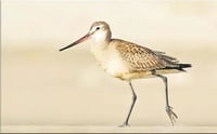 Cambio climático amenaza a la aguja café migratoria