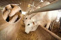 Reportan cuarto caso de gusano barrenador en Nuevo León