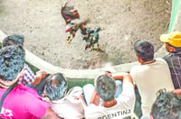 ‘Chano’ Díaz permite evento de peleas de gallos en Sabinas