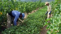 Precios del frijol caen y afectan al campo; productores exigen acción