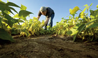 FEFA emite 7,000 millones de pesos para créditos agropecuarios