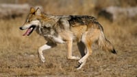 Llega manada de lobo mexicano a Durango para reintroducción