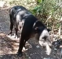 Gusano barrenador afecta fauna; atienden tapir con miasis en Campeche