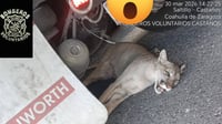 Trailero salva puma herido tras atropello en La Muralla
