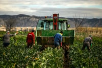 Guerra en Irán eleva hasta 29% el precio de fertilizantes: alerta GCMA