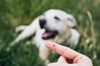 Garrapatas aumentan en calor: medidas clave para cuidar mascotas y tu salud