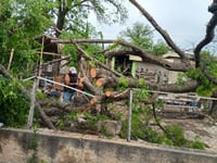 Retiran árboles caídos durante tormenta en NR