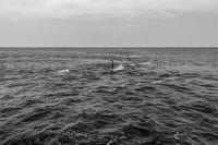 World Press Photo premia al mexicano César Rodríguez