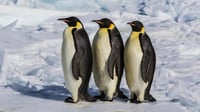 Pingüinos emperador en peligro de extinción por pérdida de hielo