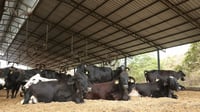 EE. UU. considera abrir parcialmente frontera a ganado mexicano