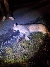 Hallan a Puma sin vida tras atropellamiento en la Muralla