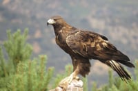 Confirman nuevo sitio de anidación del águila real en Coahuila