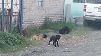 Ecatepec esterilizará mil 200 perros y gatos callejeros