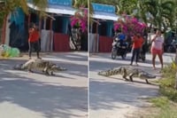 Captan cocodrilo en zona urbana de Celestún, Yucatán