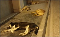 FGJEM investiga sacrificio de 10 mil perros en Tecámac