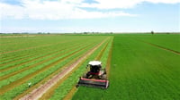 Productores de alfalfa en Mexicali exigen apoyo comercial