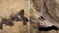 Murciélago orejón mexicano logra reproducirse tras rescate ambiental en Puebla