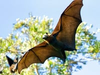 Descubren en Kenia un nuevo coronavirus en murciélagos capaz de infectar células humanas