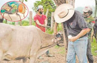 Gusano barrenador tardará por lo menos 10 años en erradicarse