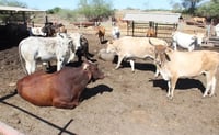 Ganaderos alertan avance imparable del barrenador