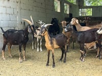 Autoridades rurales y productores blindan ganado contra plaga del gusano barrenador