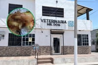 Cachorrita rescatada desata alerta por gusano barrenador en Monclova