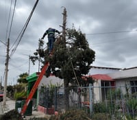 Árboles son talados por poner en riesgo a familias